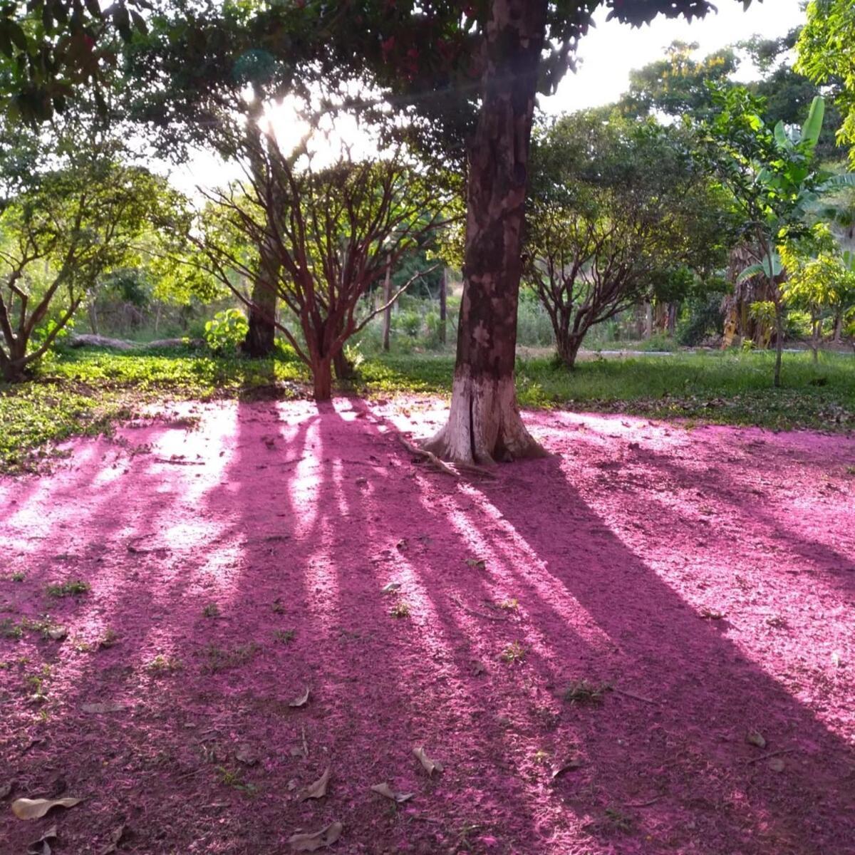 Сasa de vacaciones Sitio Em Natureza Exuberante! Brasilia