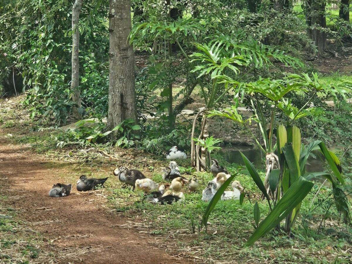 Sitio Em Natureza Exuberante! Brasilia